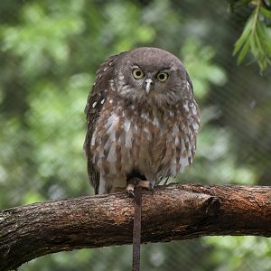 Barking Owl