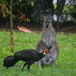 Red-necked Wallaby with wild brush-turkey