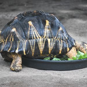 Radiated Tortoise