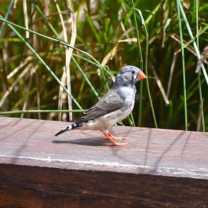 Zebra Finch