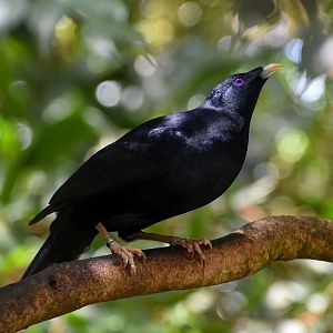 New Species: Satin Bowerbird