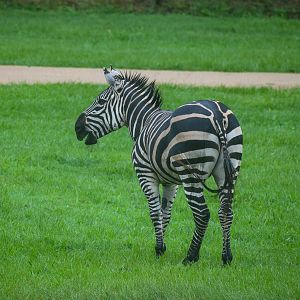Grant's Zebra