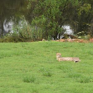 Spot the Azure Kingfisher