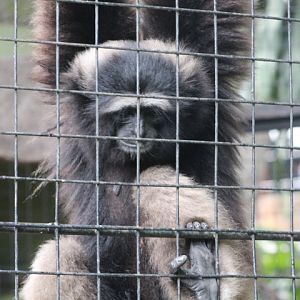 Gibbon species ID - Hylobates funereus?