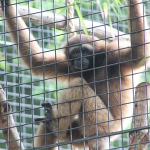Gibbon species ID - Hylobates agilis?