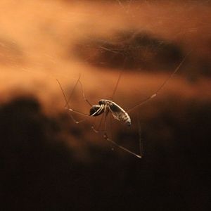 Long-bodied cellar spider (Pholcus phalangioides) - Wild