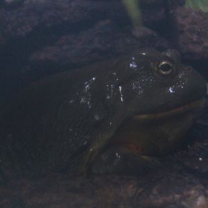 African bullfrog (Pyxicephalus adspersus)