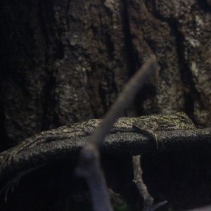 Oriental garden lizard (Calotes versicolor)