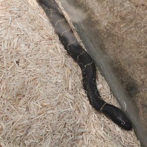 Florida kingsnake (Lampropeltis getula floridana)