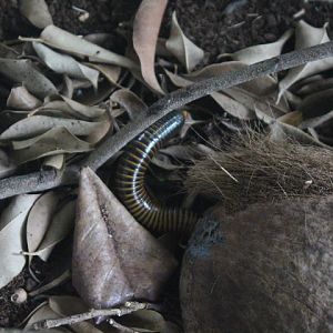 Bumble bee millipede (Anadenobolus monilicornis)