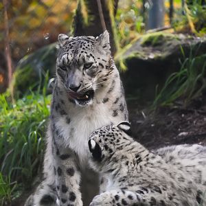 Snow Leopard Mother and Cub