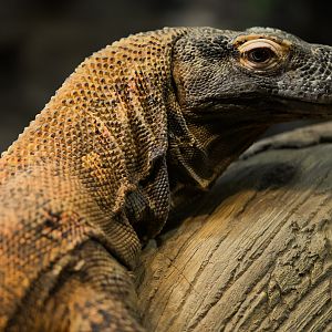 Komodo Dragon