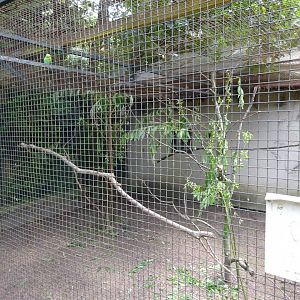 Helsingborg Djurpark - Parrot aviary #17
