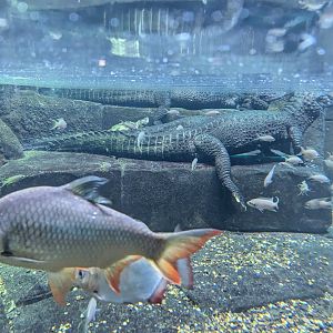 Cuvier's Dwarf Caimans Underwater