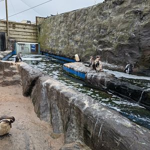 Humboldt Penguin and Inca Tern Exhibit