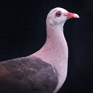 Pink Pigeon (Nesoenas mayeri)