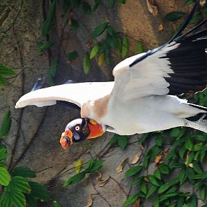 King Vulture (Sarcoramphus papa)