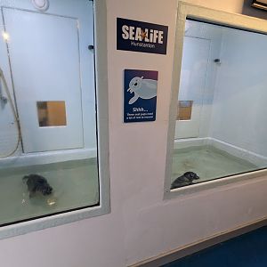 Seal Pup Rescue Enclosures
