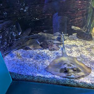 Masked Stingray/Blue-spotted Ray