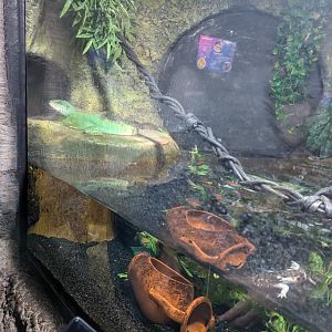 Chinese Water Dragon and Axolotl Enclosure
