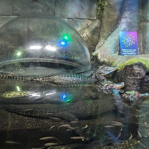 Cuvier's Dwarf Caimans and Viewing Bubble
