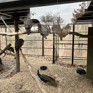 Indian Peafowl Exhibit