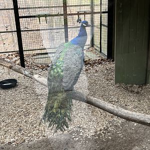 Indian Peafowl