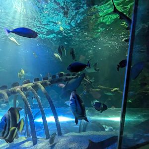 Large Shark and Sea Turtle Tank with Inexplicable Skeleton