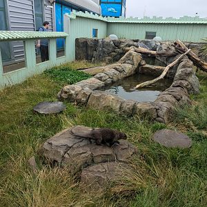 Asian Small-clawed Otter Enclosure