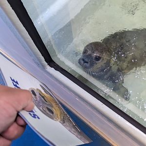 Rescued Seal Pup Likes the Zoo Guide