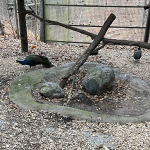 Indian Peafowl Exhibit