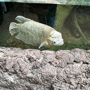 Giant Gourami