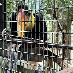 Wrinkled Hornbill