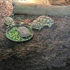 Asian Brown Tortoise and Burmese Star Tortoises