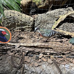 Luzon Bleeding Heart Dove