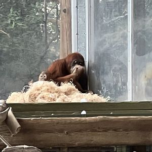 Sumatran Orangutans