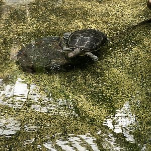 Hamilton Pond Turtle