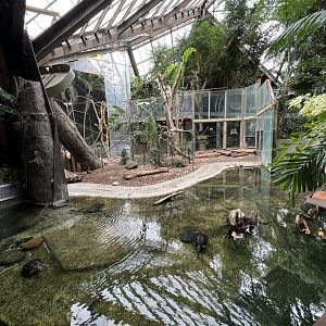 White-Handed Gibbon Exhibit