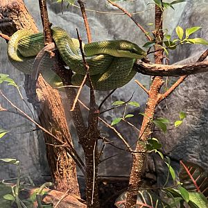 Red-Tailed Green Ratsnake