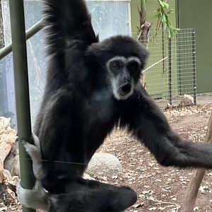 White-Handed Gibbon