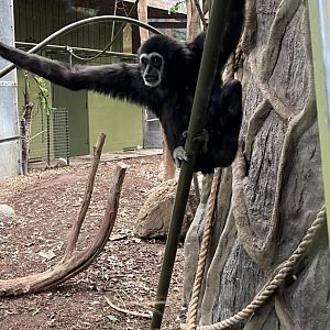 White-Handed Gibbon