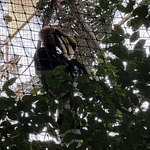 Great Indian Hornbill