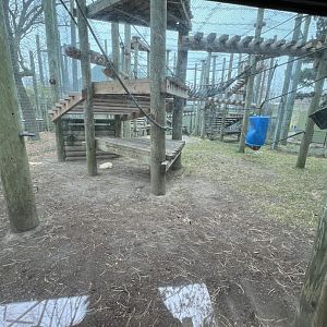 Western Lowland Gorilla Outdoor Exhibit