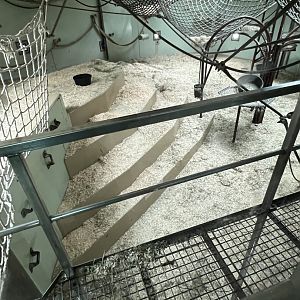 Western Lowland Gorilla Indoor Exhibit 2