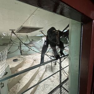 Western Lowland Gorilla