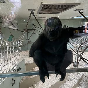 Western Lowland Gorilla