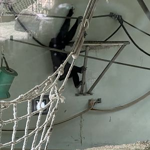 Western Lowland Gorilla