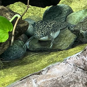 African Clawed Frog