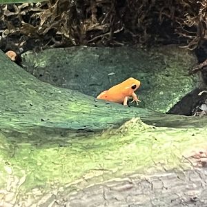 Golden Mantella