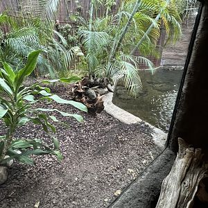 West African Dwarf Crocodile Exhibit